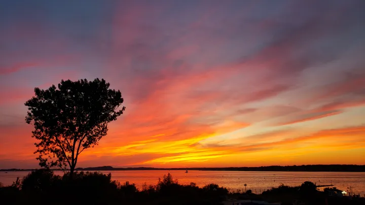 Photo of lone tree in orange sunset